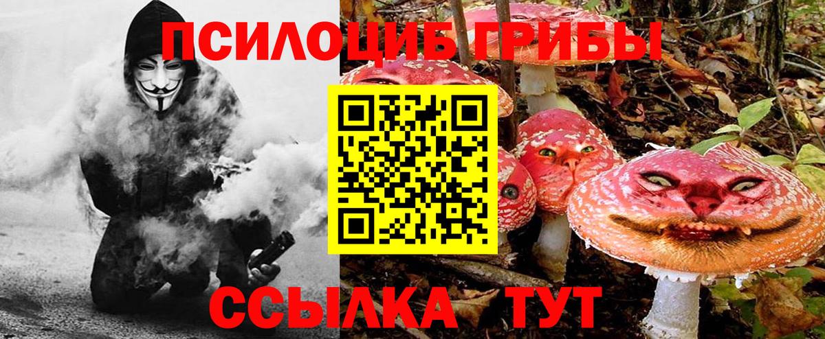 Псилоцибиновые грибы Psilocybe Вичуга
